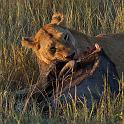 092 Tanzania, N-Serengeti, leeuw met prooi